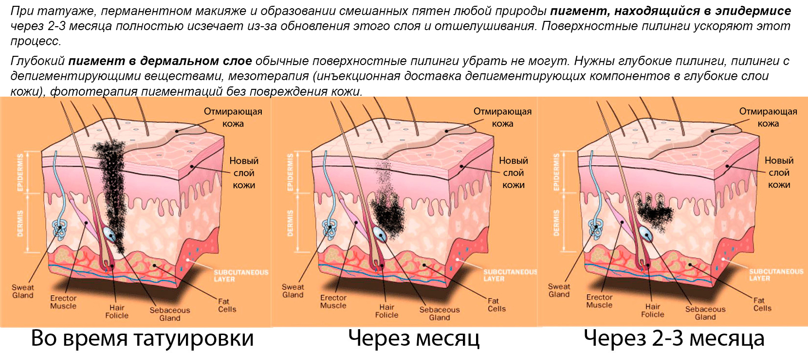 Вещества через кожу могут проникать 191